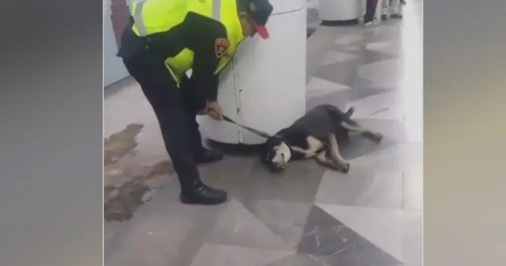 Perro rescatado sobre las vías de la Línea 8 del Metro será puesto en adopción tras valoración veterinaria