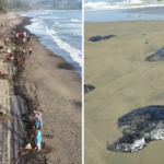 Derrame de petróleo en el Golfo de México: riesgos para la salud preocupan a comunidades