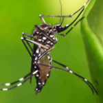 Alerta por fiebre amarilla: llaman a la prevención en México