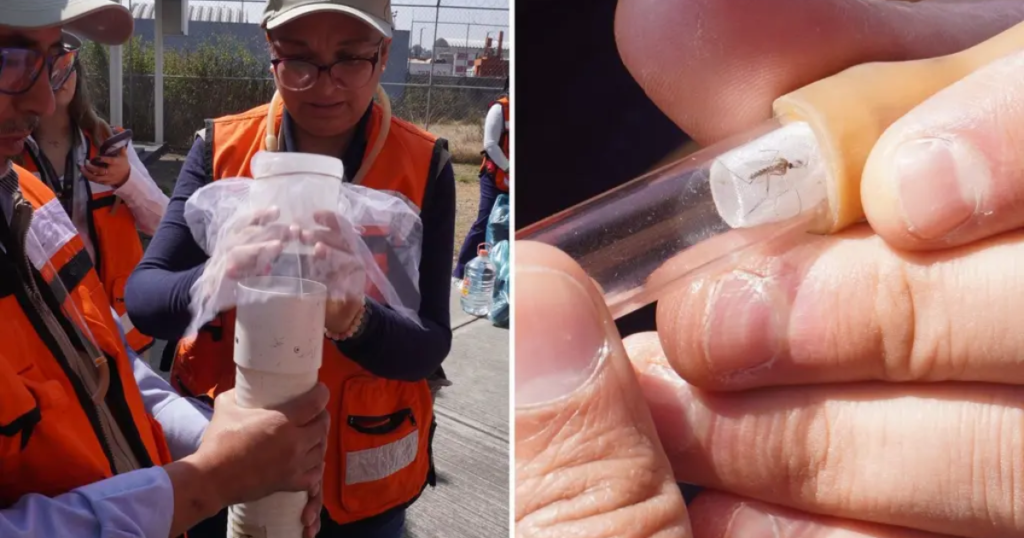 Refuerzan vigilancia sanitaria en AICM ante monitoreo de dengue, zika y chikungunya
