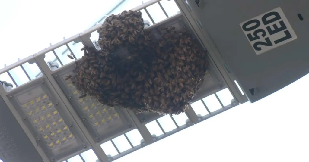 Enjambre de abejas en Coyoacán genera alerta entre vecinos