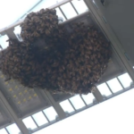 Enjambre de abejas en Coyoacán genera alerta entre vecinos