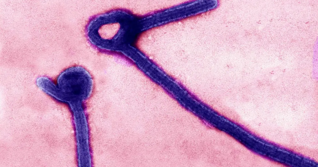 El brote de ébola que preocupa al mundo: OMS advierte sobre la cepa Bundibugyo