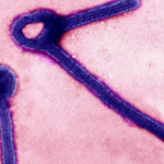 El brote de ébola que preocupa al mundo: OMS advierte sobre la cepa Bundibugyo