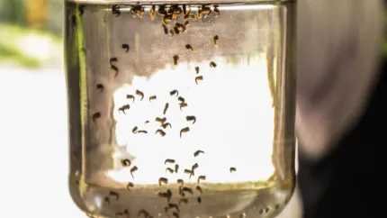 Cómo evitar piquetes de mosquitos y enfermedades como dengue
