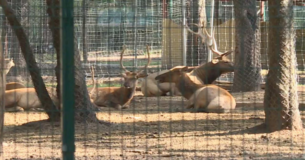 Atienden a dos animales del Zoológico de León afectados por gusano barrenador
