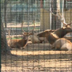 Atienden a dos animales del Zoológico de León afectados por gusano barrenador