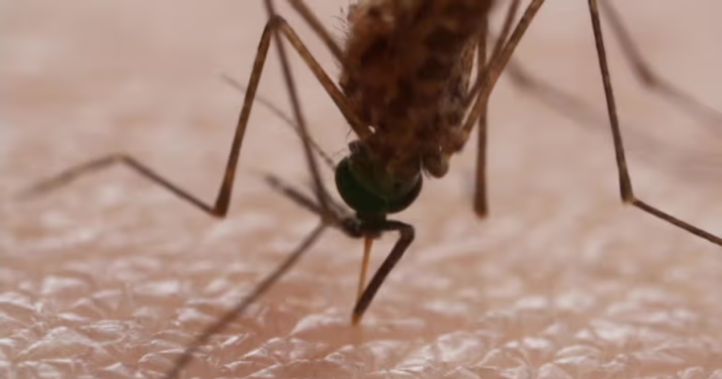 Lluvias elevan alerta por posibles casos de dengue en Querétaro