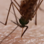 Lluvias elevan alerta por posibles casos de dengue en Querétaro