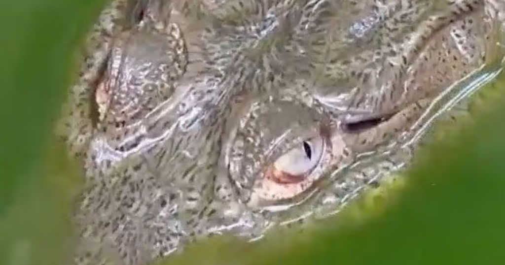 Cocodrilo rescatado en Jalisco continúa bajo resguardo especializado