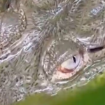 Cocodrilo rescatado en Jalisco continúa bajo resguardo especializado