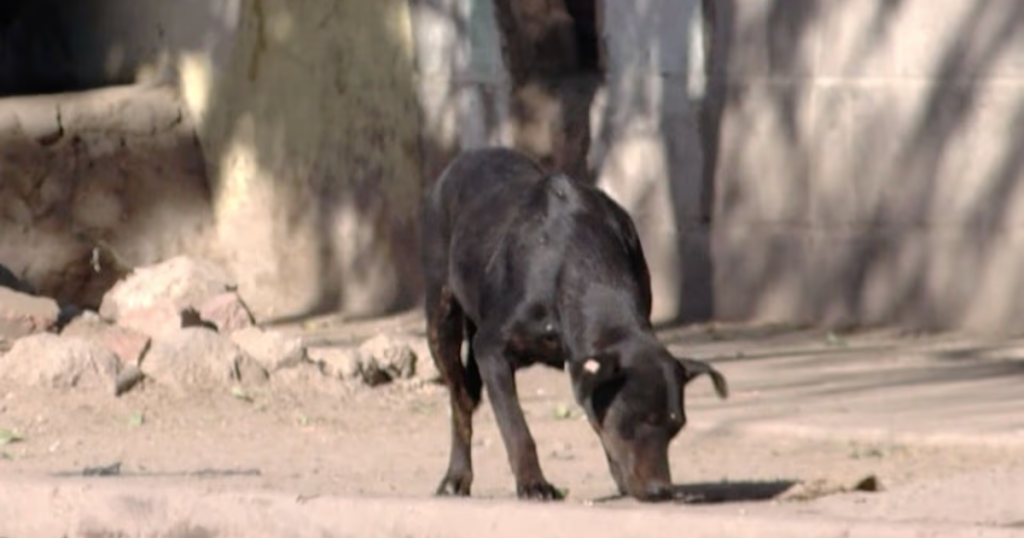 Sonora ocupa segundo lugar nacional en casos de rickettsia