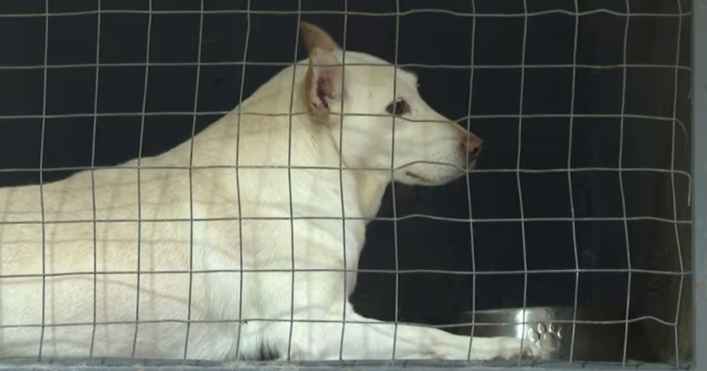 Piden vigilar heridas en mascotas ante presencia del gusano barrenador