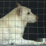 Piden vigilar heridas en mascotas ante presencia del gusano barrenador