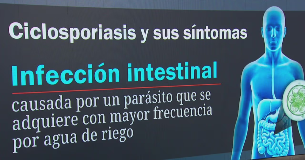 ¿Qué es la ciclosporiasis? La enfermedad intestinal que puede causar diarrea intensa y así puedes prevenirla