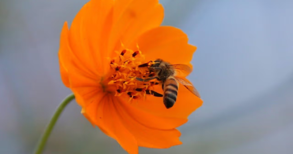 ¿Te picó una abeja? Cruz Roja explica qué hacer para evitar complicaciones