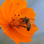 ¿Te picó una abeja? Cruz Roja explica qué hacer para evitar complicaciones