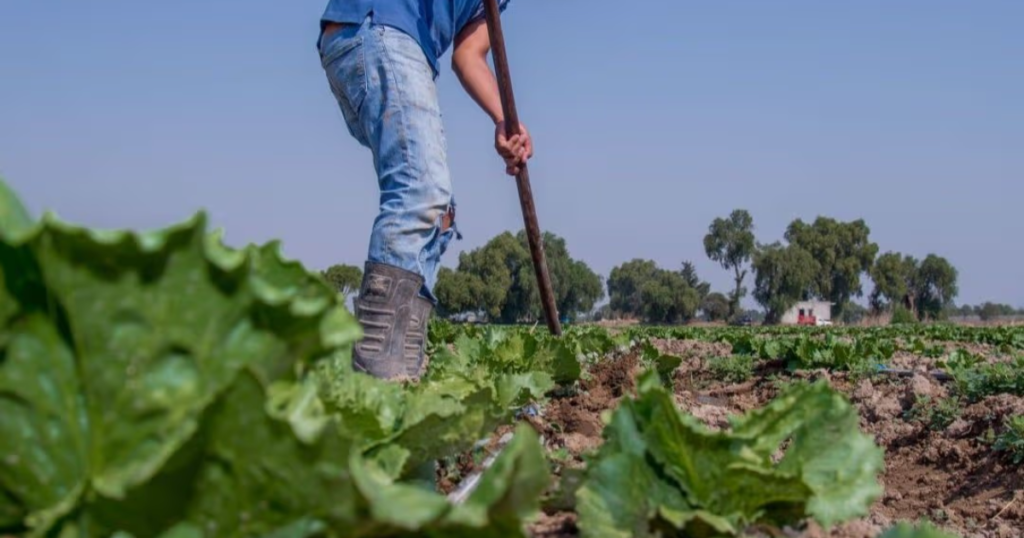 Investigan lechuga relacionada con brote de ciclosporiasis; estas son las recomendaciones
