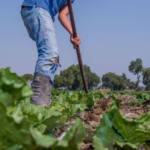 Investigan lechuga relacionada con brote de ciclosporiasis; estas son las recomendaciones