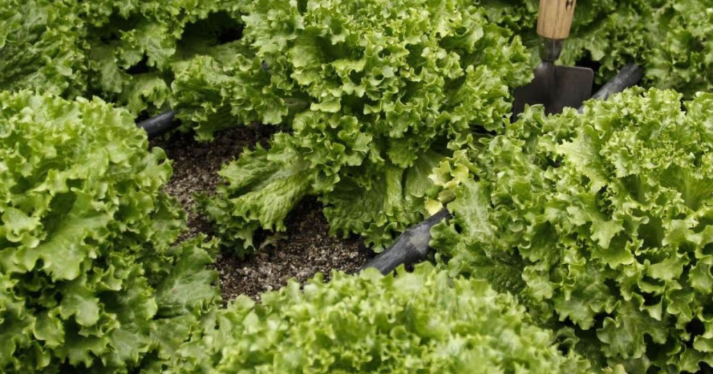 Autoridades ubican al proveedor de lechuga relacionado con brote de ciclosporiasis