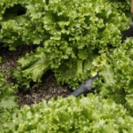 Autoridades ubican al proveedor de lechuga relacionado con brote de ciclosporiasis