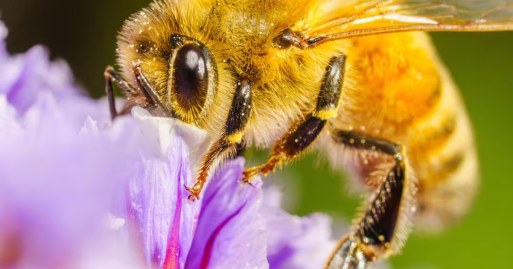 Científicos mexicanos estudian el veneno de abeja como posible tratamiento para el Parkinson