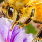 Científicos mexicanos estudian el veneno de abeja como posible tratamiento para el Parkinson