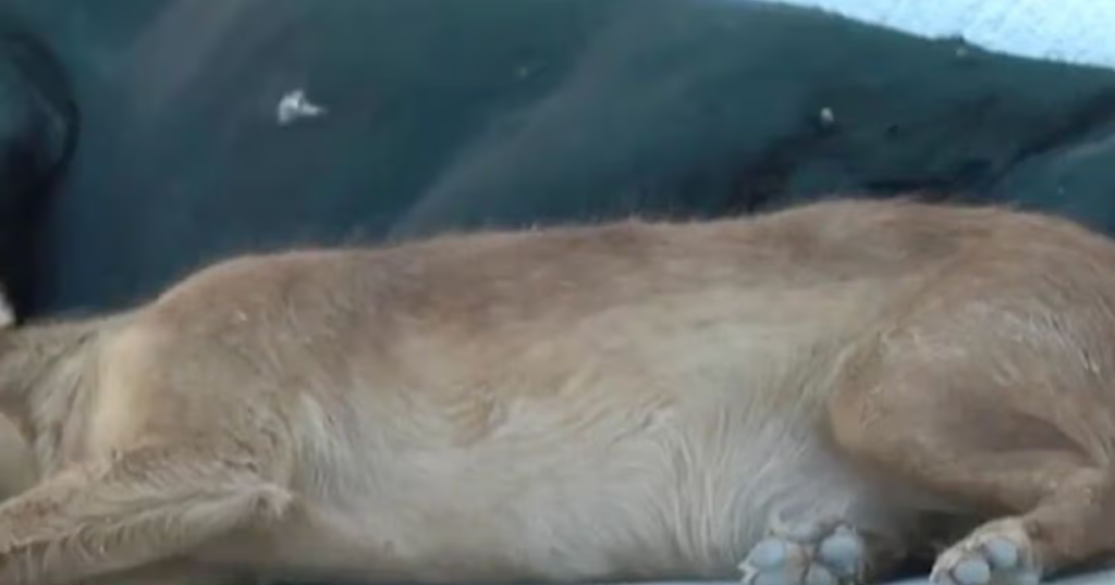 Vecinos de Ciudad Juárez alertan por el aumento de perros callejeros en sus colonias