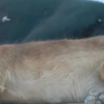 Vecinos de Ciudad Juárez alertan por el aumento de perros callejeros en sus colonias