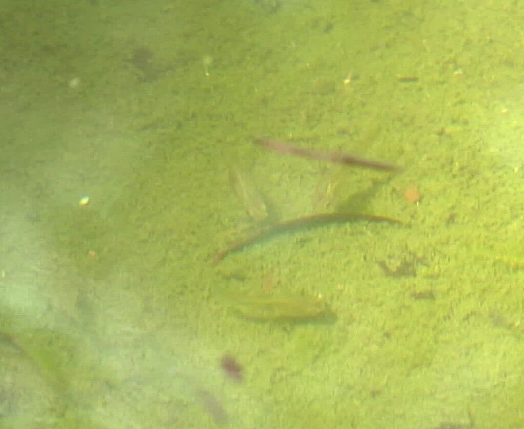 Peces guppy ayudan a combatir el dengue: ya fueron colocados en 3 mil 500 hogares de Jalisco