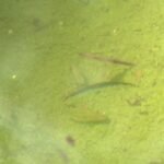 Peces guppy ayudan a combatir el dengue: ya fueron colocados en 3 mil 500 hogares de Jalisco