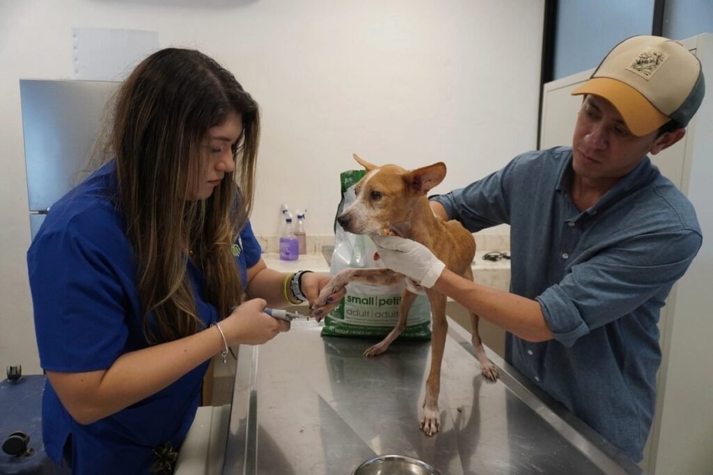 Conmueve rescate de 48 perros en condiciones críticas; todos reciben atención veterinaria