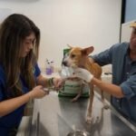 Conmueve rescate de 48 perros en condiciones críticas; todos reciben atención veterinaria
