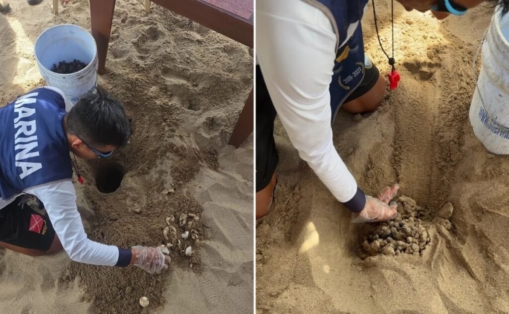 La vida marina celebra: rescatan a 108 crías de tortuga en Jalisco