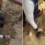 La vida marina celebra: rescatan a 108 crías de tortuga en Jalisco