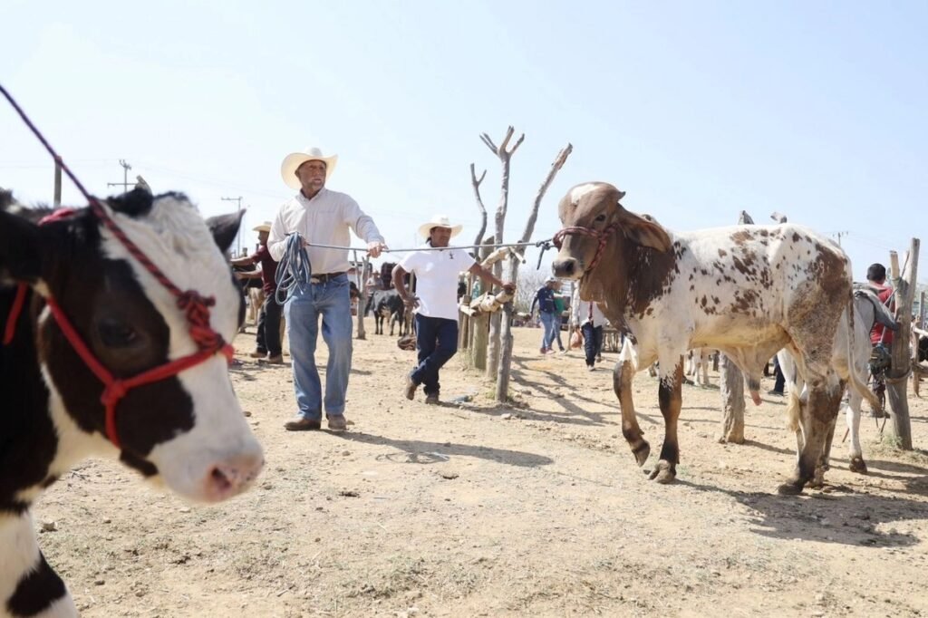 Crece la presencia del gusano barrenador en Chihuahua; activan medidas sanitarias