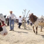 Crece la presencia del gusano barrenador en Chihuahua; activan medidas sanitarias