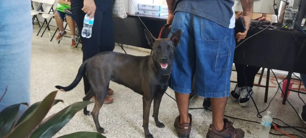 ¿Tienes perrito o gatito? Acapulco ya tiene un registro gratuito para mascotas