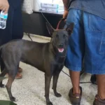 ¿Tienes perrito o gatito? Acapulco ya tiene un registro gratuito para mascotas