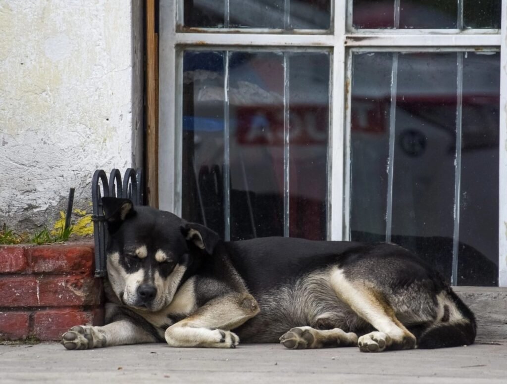 Llaman a cuidar a las mascotas ante casos de gusano barrenador en Zacatecas