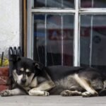 Llaman a cuidar a las mascotas ante casos de gusano barrenador en Zacatecas