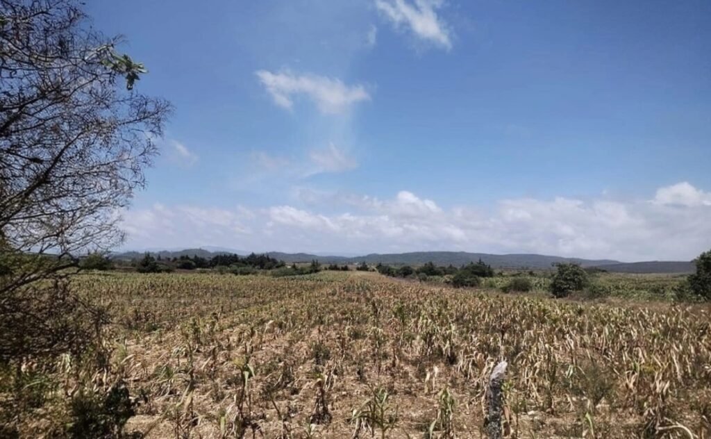 Sin agua y con pérdidas: productores de Chiapas buscan apoyo para salvar sus cultivos