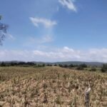 Sin agua y con pérdidas: productores de Chiapas buscan apoyo para salvar sus cultivos