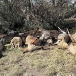 Encuentran 22 borregos muertos en un paraje de Hidalgo