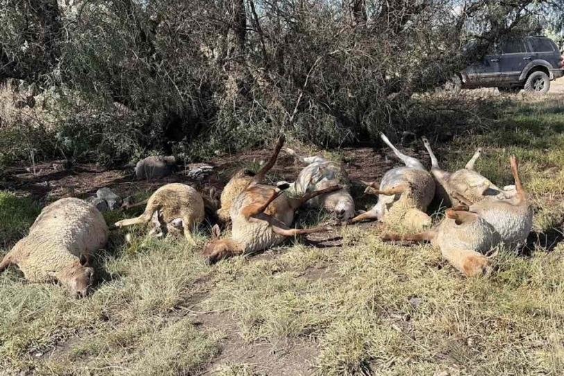 Encuentran 22 borregos muertos en un paraje de Hidalgo