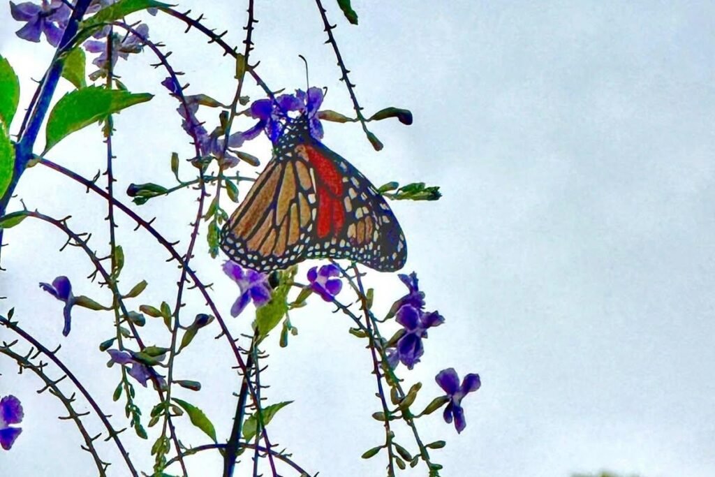 Coahuila recibe a las primeras mariposas monarca; su viaje apenas comienza