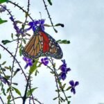 Coahuila recibe a las primeras mariposas monarca; su viaje apenas comienza