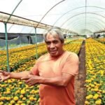 ¿Flor natural o de plástico? Productores de Xochimilco buscan salvar su cosecha de Día de Muertos