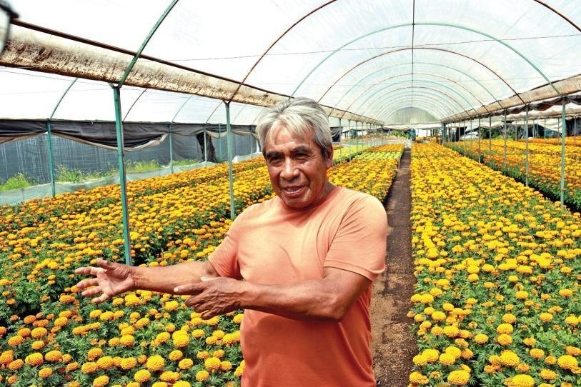 ¿Flor natural o de plástico? Productores de Xochimilco buscan salvar su cosecha de Día de Muertos