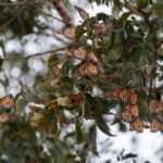 ¡Ya vienen las monarcas! La tradición que conecta su llegada con el Día de Muertos!